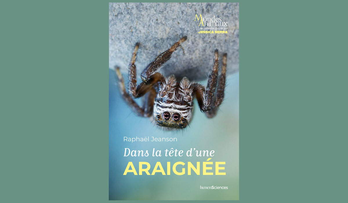 Dans la tête d’une araignée