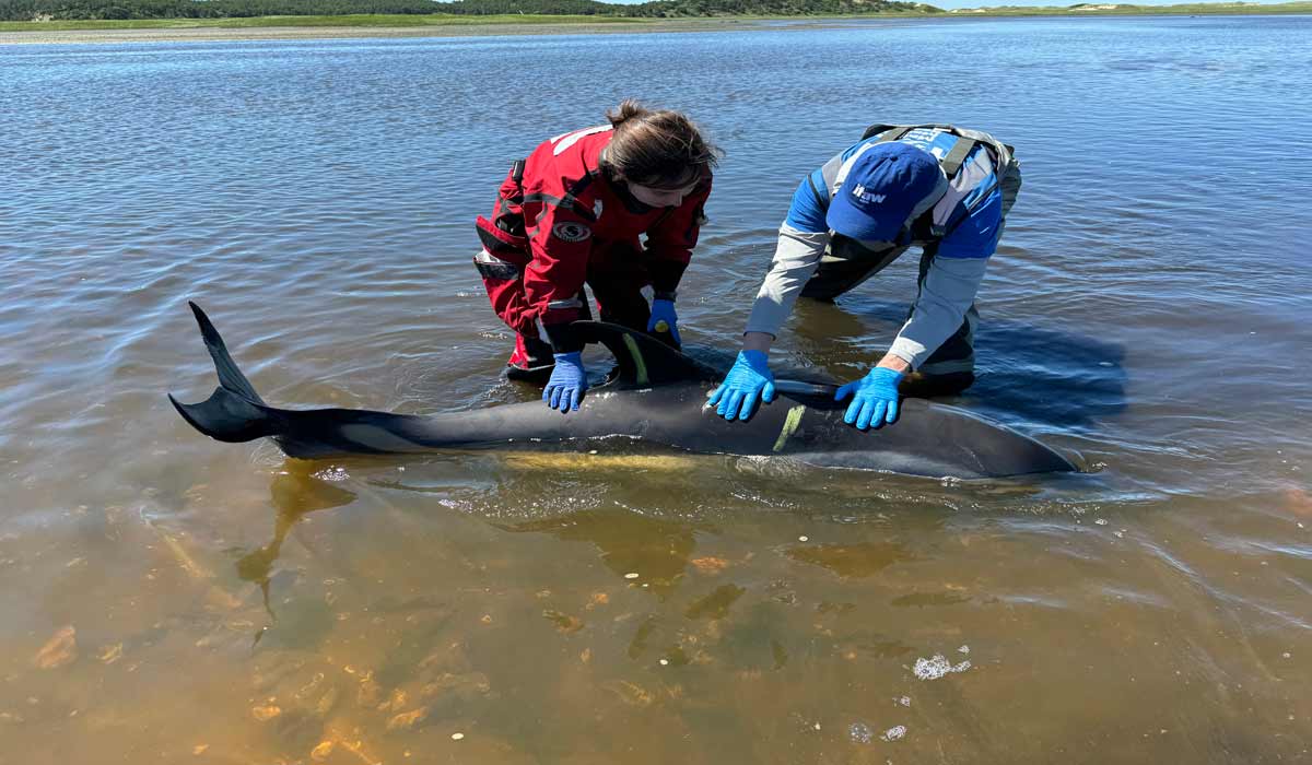 Presque un mois après le plus grand échouage de dauphins des Etats-Unis, IFAW dresse le bilan d’une opération de sauvetage qui aura duré plusieurs jours