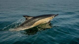 Captures de dauphins dans le Golfe de Gascogne : le gouvernement ignore le résultat d’une consultation publique qu’il a lui-même lancée !