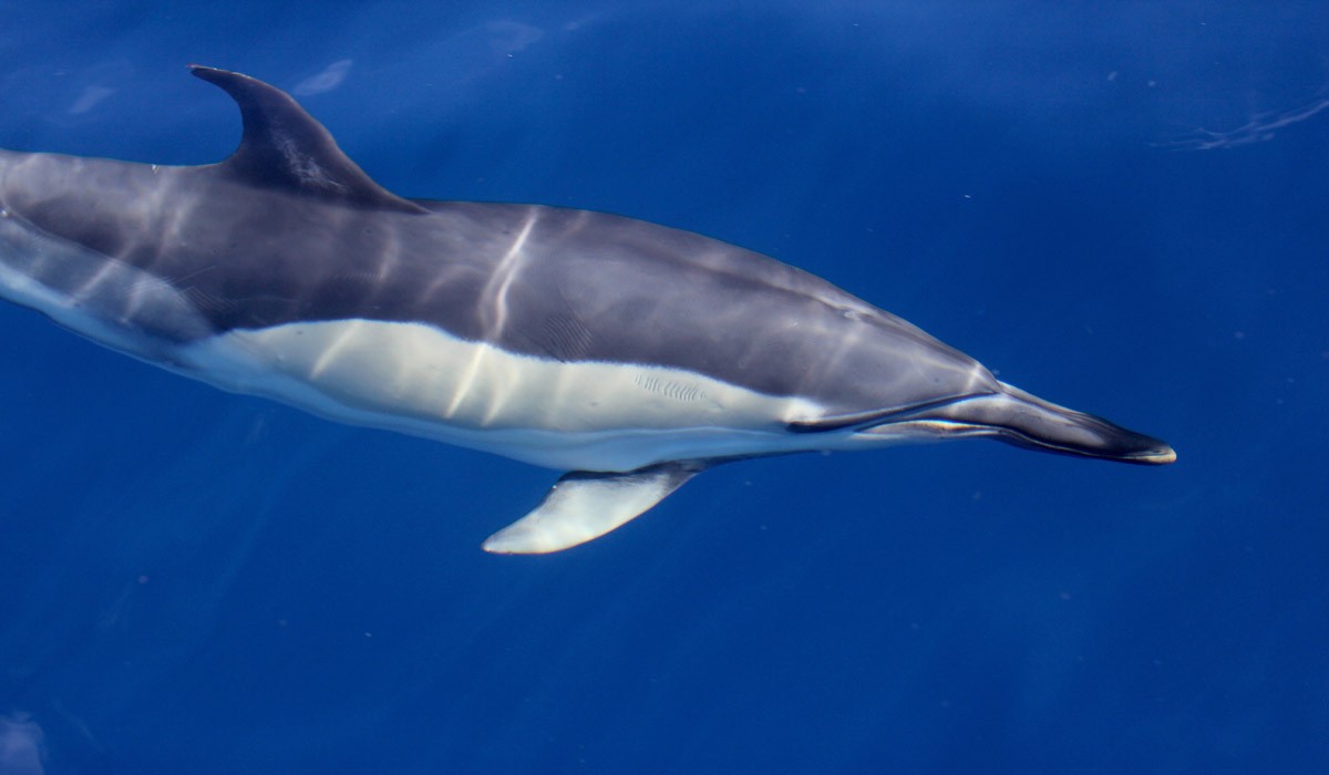 Golfe de Gascogne : l’hécatombe de dauphins recommence