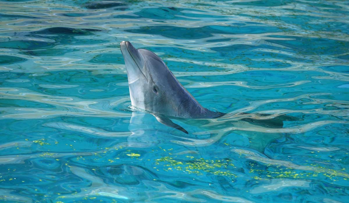 Projet de Delphinarium à Beauval : 15 ONG de défense animale et le rapporteur de la loi 2021, Loïc Dombreval, dénoncent la pérennisation de la captivité à des fins commerciales sous le masque d’un « Centre d’Études et de Sauvegarde pour dauphins »