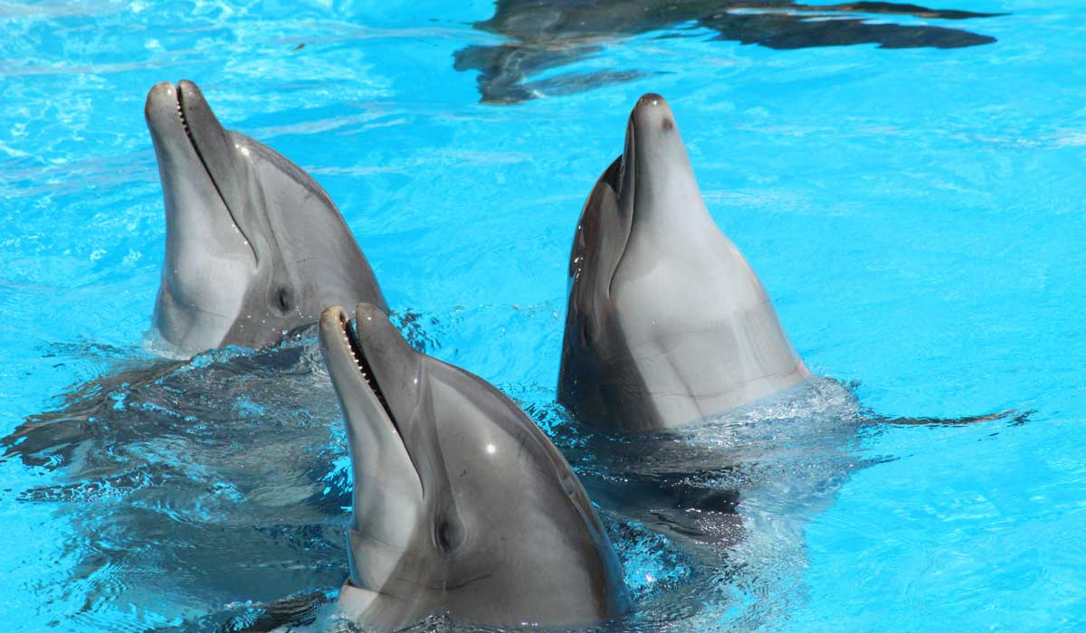 Transfert des dauphins de Marineland : un scandale annoncé qui révèle l’échec de l’État