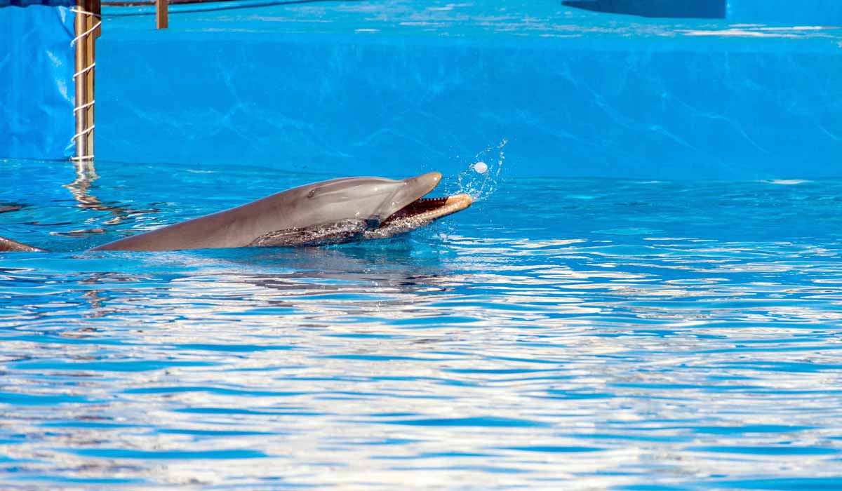 One Voice salue cette décision sensée : Beauval renonce à son delphinarium One Voice salue cette décision sensée : Beauval renonce à son delphinarium