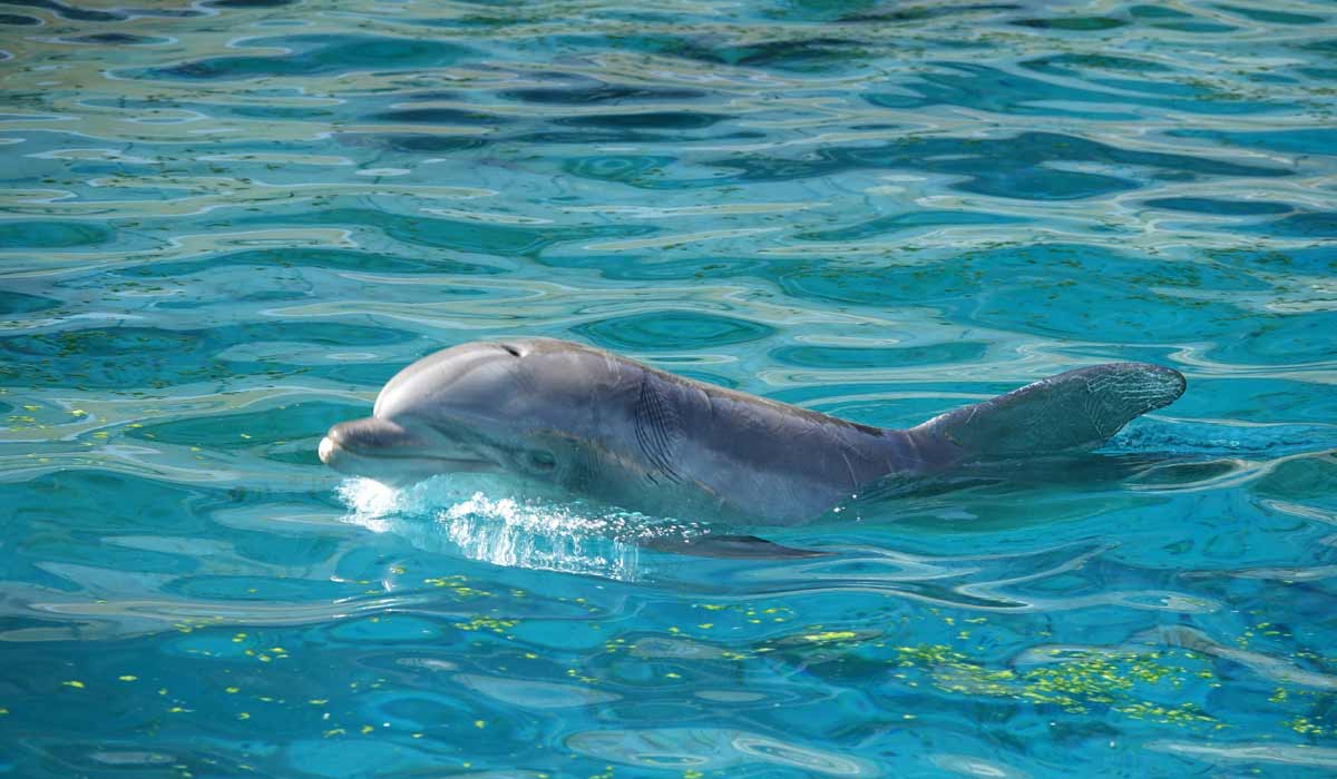 Lettre ouverte à M. Delord, directeur du zooparc de Beauval Lettre ouverte à M. Delord, directeur du zooparc de Beauval