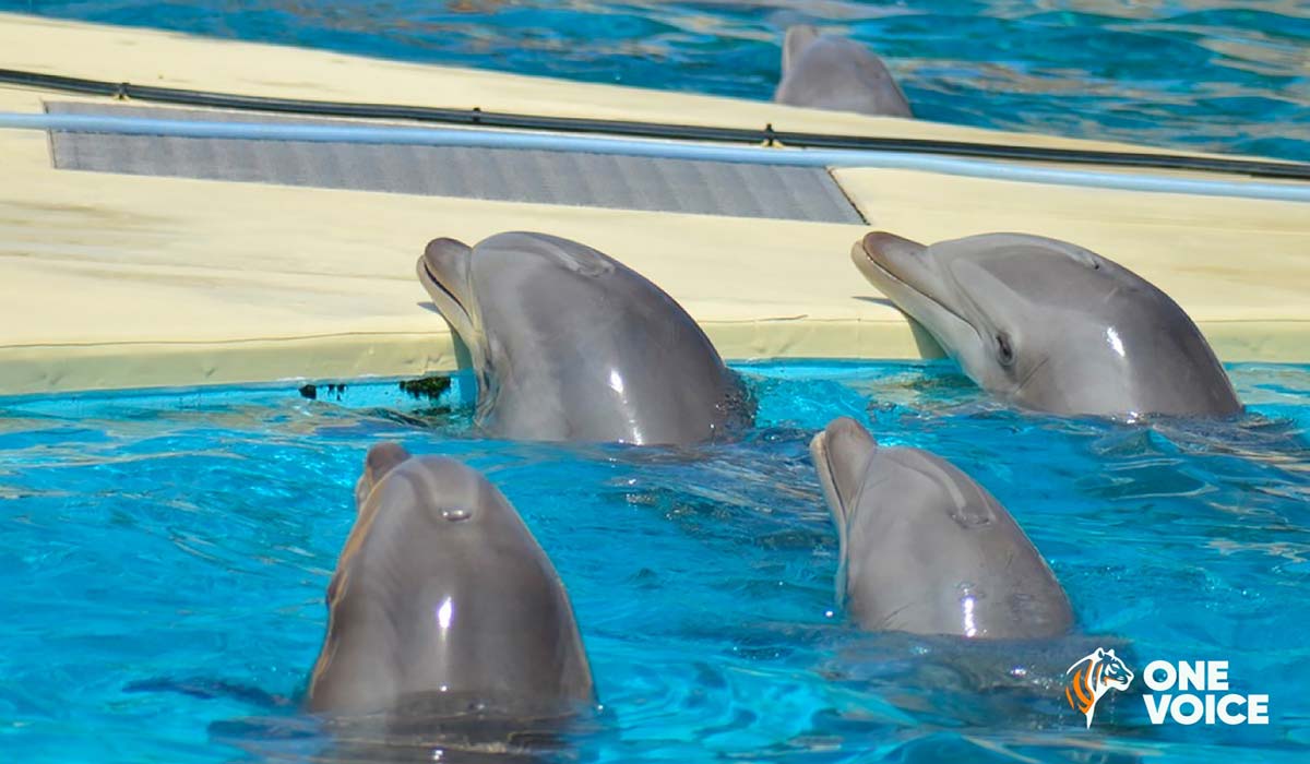 Le transfert des dauphins confirmé pour ce début d’été : One Voice appelle à se rassembler le 1er juillet, devant Marineland Le transfert des dauphins confirmé pour ce début d’été : One Voice appelle à se rassembler le 1er juillet, devant Marineland