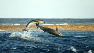 Étudier les grands dauphins à Rangiroa : pourquoi et comment ?