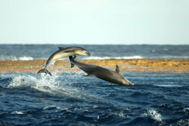 Étudier les grands dauphins à Rangiroa : pourquoi et comment ?