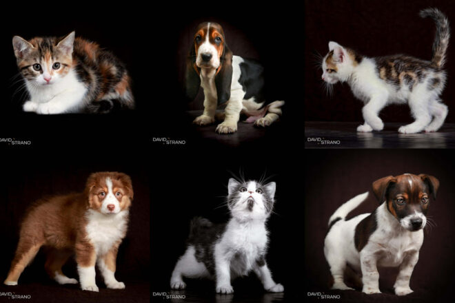 La photo animalière, une réelle passion…