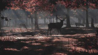 Affaire du cerf abattu sur la propriété de Luc Besson : seules deux associations reconnues d’utilité publique admises comme parties civiles – des réquisitions jugées trop faibles au regard de la cruauté des faits