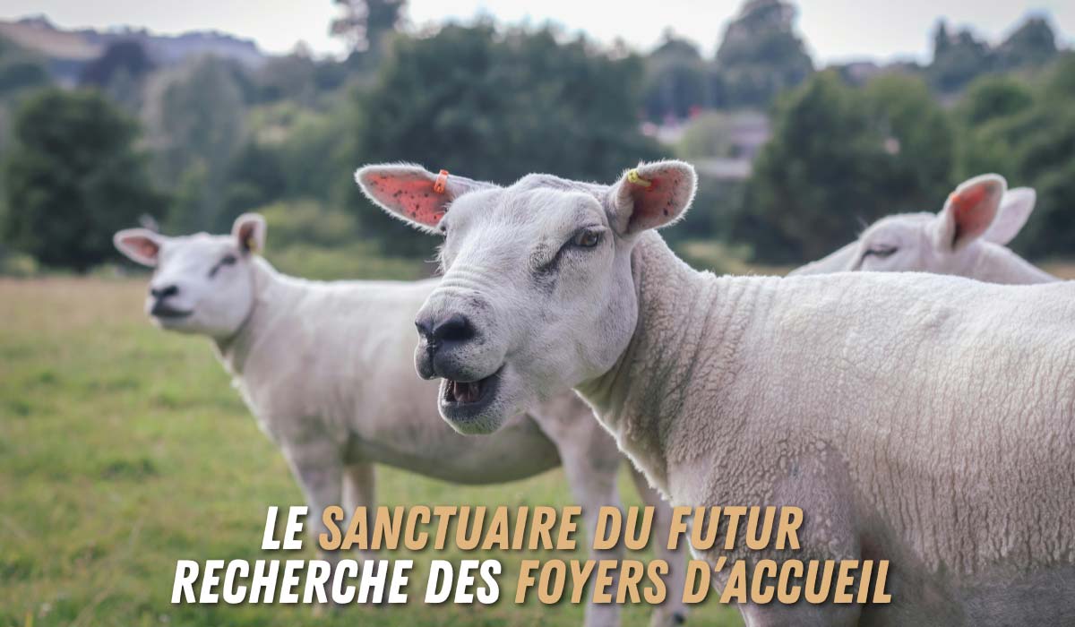 Villeneuve-lès-Maguelone, près de Montpellier – 5 novembre 2025 – Des brebis ont survécu à l’enfer. Aujourd’hui, elles cherchent un foyer.