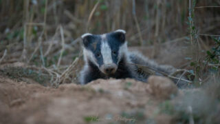 Soutien à la pétition pour l’interdiction du déterrage des blaireaux