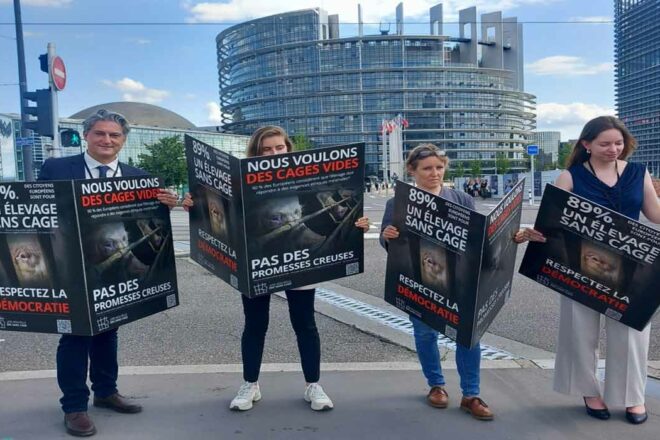 Condition animale : bilan 2024, perspectives 2025…