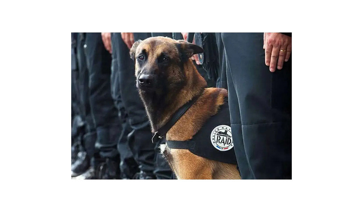 Ces héros à quatre pattes que nous envoyons au-devant du danger