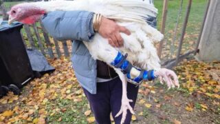 Un Noël pour Miräbilia : la première dinde à avoir eu une attelle articulée en France !