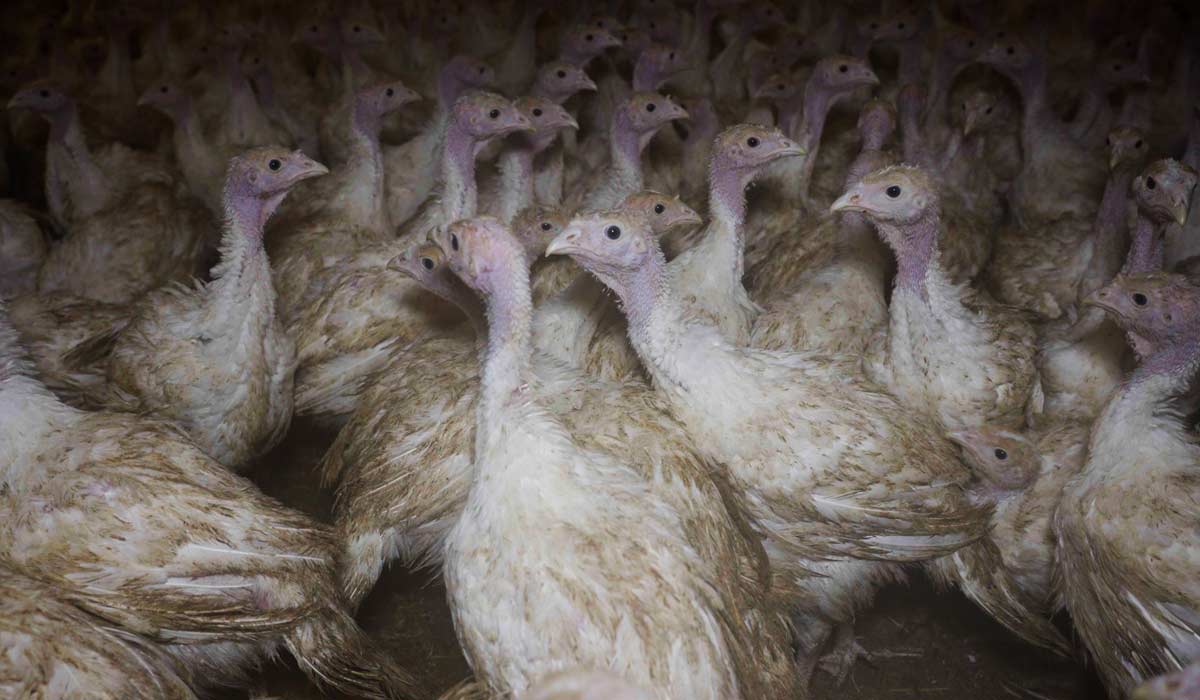 Loi d’urgence agricole, une fuite en avant qui ne protège ni les agriculteurs, ni les animaux, ni notre souveraineté