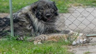 L’adoption au cœur des engagements d’Animalis