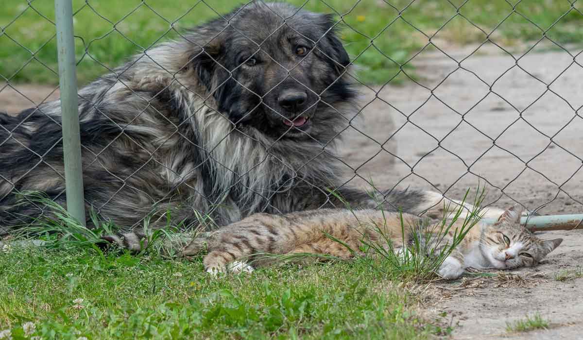 L’adoption au cœur des engagements d’Animalis L’adoption au cœur des engagements d’Animalis
