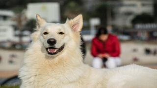 Créer du lien avec son voisin : comment les chiens facilitent les rencontres