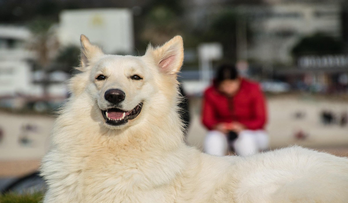 Créer du lien avec son voisin : comment les chiens facilitent les rencontres