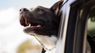 Safe Ride Animals