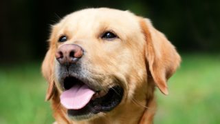 Ce que les chiens guides ou d’assistance nous apprennent des aptitudes relationnelles des chiens en général
