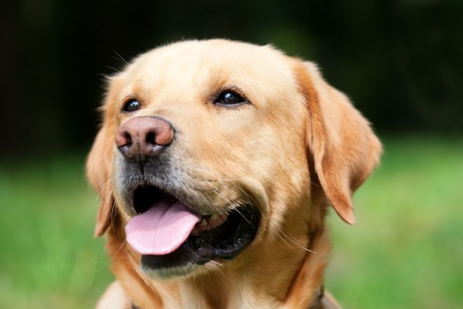 Ce que les chiens guides ou d’assistance nous apprennent des aptitudes relationnelles des chiens en général
