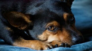 Chien « méchant » : que fait le vétérinaire ?