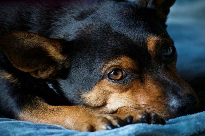 Chien « méchant » : que fait le vétérinaire ?