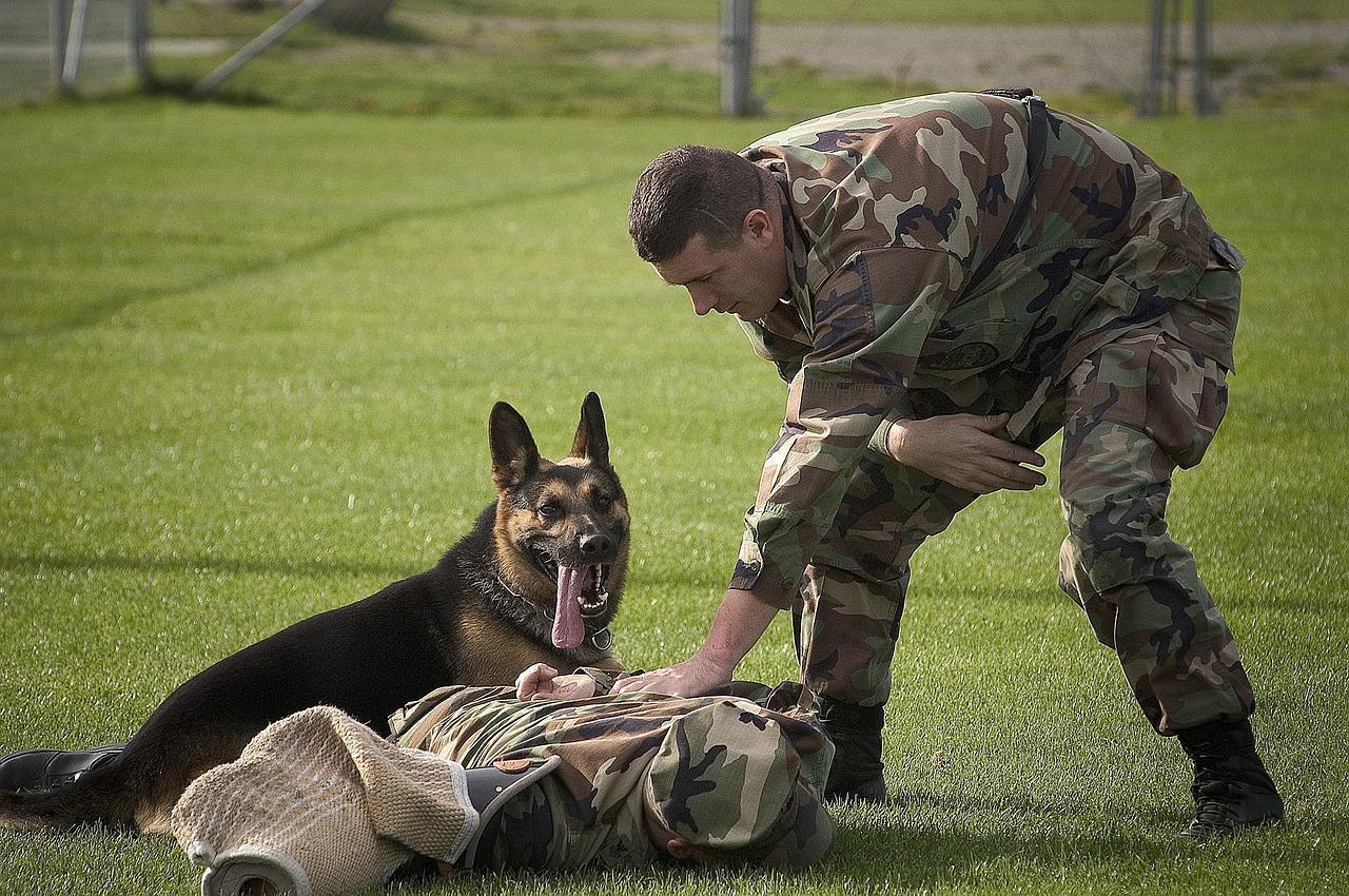 Le binôme militaire/chien au sein de lu0027Armée de Terre ⋆ Savoir Animal