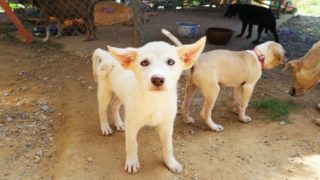 Stand Up For Tunisia Animals Voice