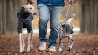 Cet été, ne les abandonnons pas : empruntons, adoptons, aidons