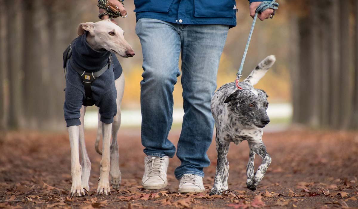 Cet été, ne les abandonnons pas : empruntons, adoptons, aidons