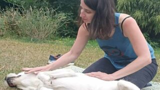 Massage animalier : plus qu’une technique, une philosophie