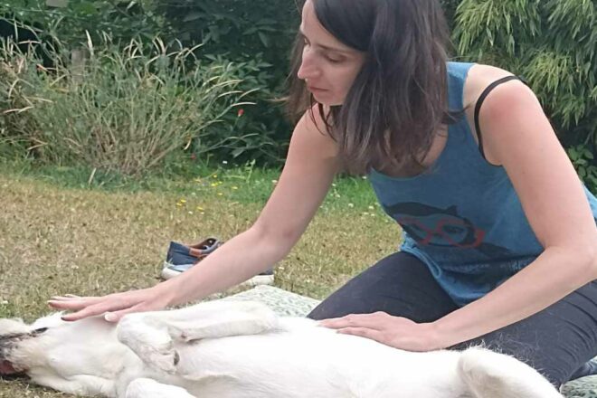 Massage animalier : plus qu’une technique, une philosophie