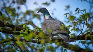 Audience à Montpellier le 12/10/2023 : les palombes des Pyrénées méritent une défense claire