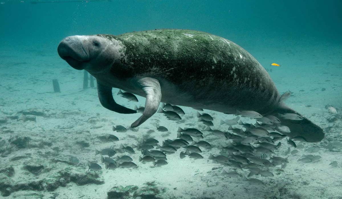 Les dugongs pourraient considérablement accroître le stockage de carbone dans les océans Les dugongs pourraient considérablement accroître le stockage de carbone dans les océans