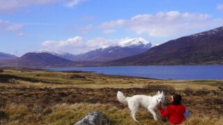 Voyager avec son chien : Pokki Travels vous accompagne dans l’organisation de vos voyages dog-friendly