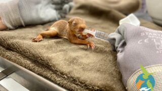 C’est la saison estivale, la campagne d’appel à dons pour les juvéniles continue chez Faune Alfort !