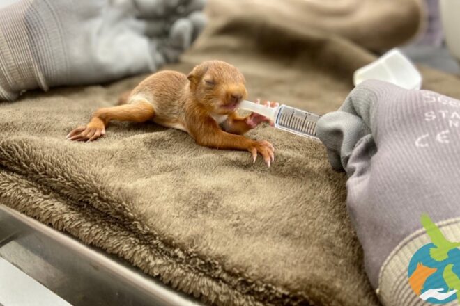 C’est la saison estivale, la campagne d’appel à dons pour les juvéniles continue chez Faune Alfort !