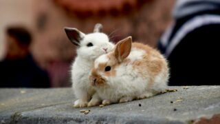 L’Eden des Pattounes, boutique en ligne pour lapins et rongeurs