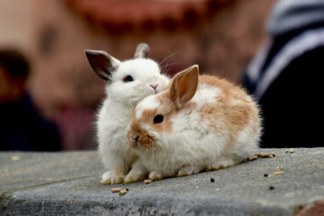 L’Eden des Pattounes, boutique en ligne pour lapins et rongeurs
