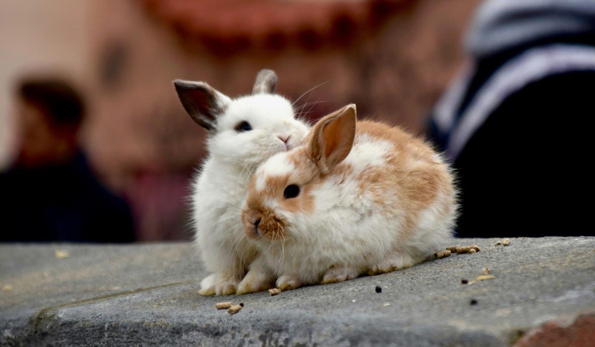 L’Eden des Pattounes, boutique en ligne pour lapins et rongeurs