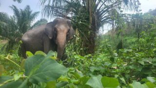 De l’espoir pour les éléphants de Sumatra