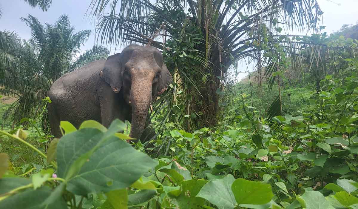 De l’espoir pour les éléphants de Sumatra