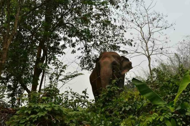 L’association PACT for Wildlife