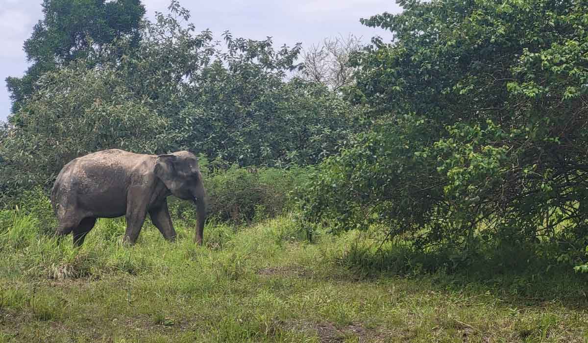 Après des résultats exceptionnels, l’association Harapan di Gajah poursuit son combat pour les éléphants Après des résultats exceptionnels, l’association Harapan di Gajah poursuit son combat pour les éléphants