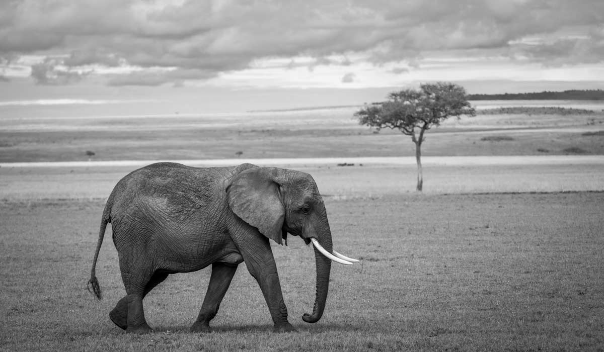 Trafic d’espèces sauvages : IFAW salue le renforcement de l’action de l’État et appelle à passer aux actes Trafic d’espèces sauvages : IFAW salue le renforcement de l’action de l’État et appelle à passer aux actes