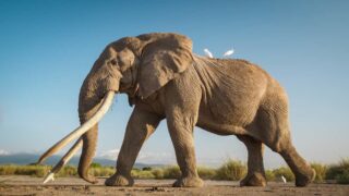 CITES CoP20 : les tentatives visant à supprimer les mesures de protection des espèces sauvages emblématiques d’Afrique échouent