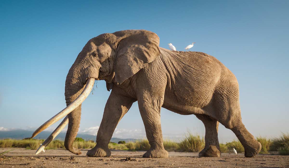 CITES CoP20 : les tentatives visant à supprimer les mesures de protection des espèces sauvages emblématiques d’Afrique échouent CITES CoP20 : les tentatives visant à supprimer les mesures de protection des espèces sauvages emblématiques d’Afrique échouent