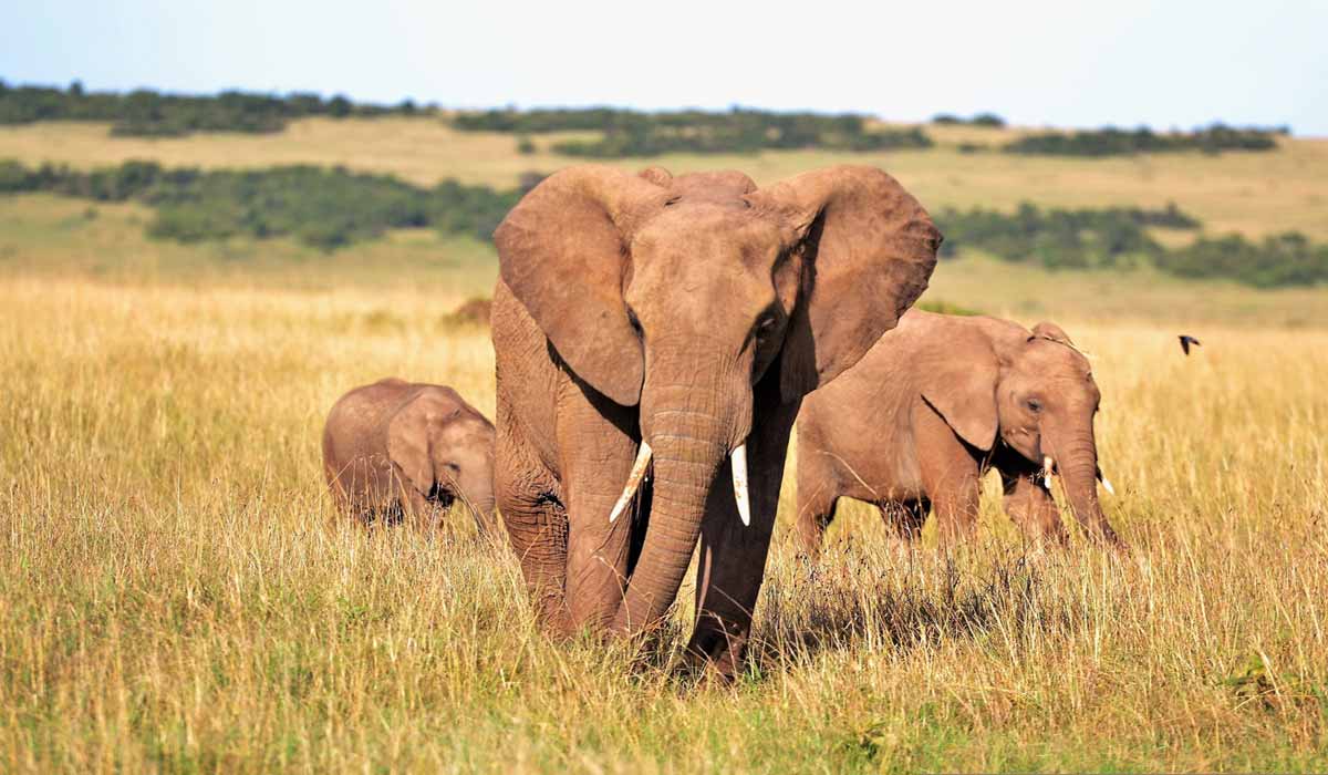 Empoisonnement d’éléphants au cyanure au Kenya – Déclaration d’IFAW